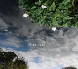 画像: CD 近藤達郎 / 青空 / Azure